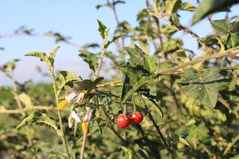 Khám phá cây Cà Gai Leo