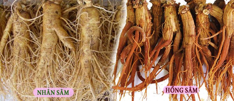 Tại sao lại có Hồng Sâm và Nhân Sâm ?