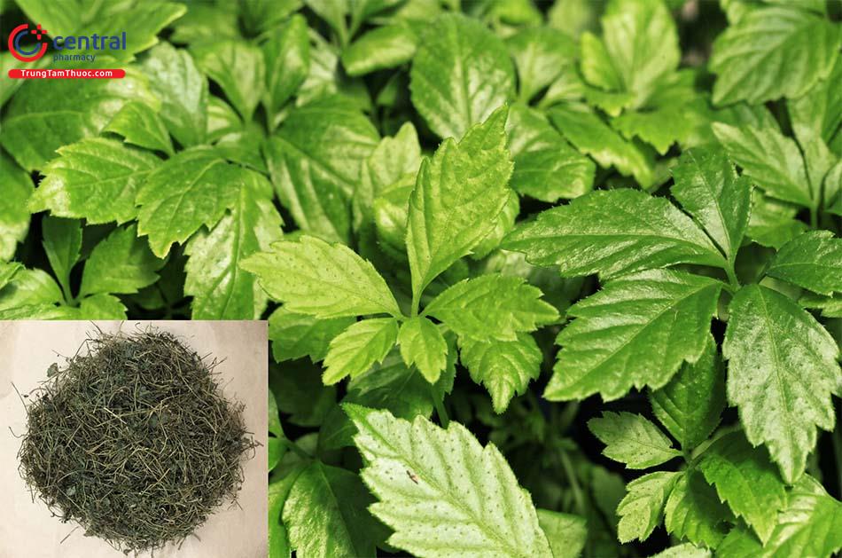 Giảo cổ lam có tốt không?