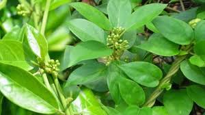 Dây thìa canh – “khắc tinh” tự nhiên của đường huyết, bí quyết khỏe từ thảo dược Việt