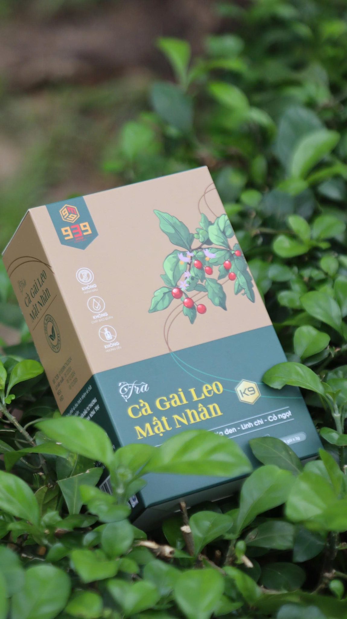 Uống trà cà gai leo mỗi ngày có tốt không ?