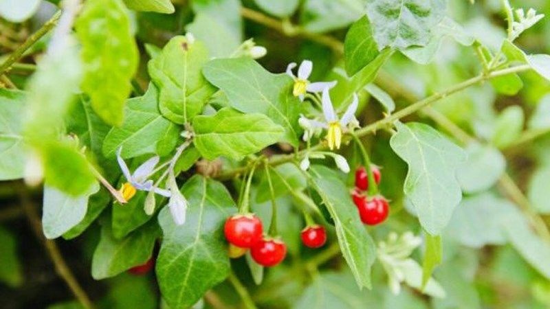 Tác dụng của cà gai leo đối với sức khỏe