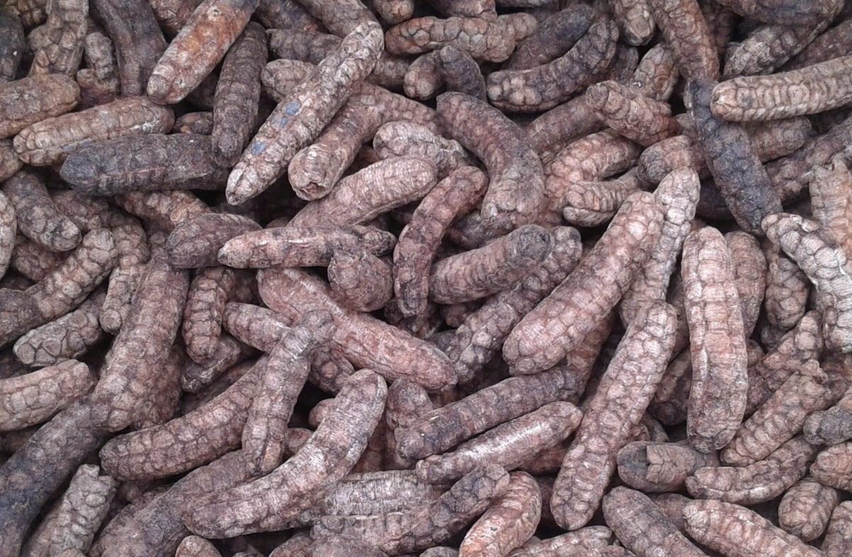 Chuối Hột Rừng