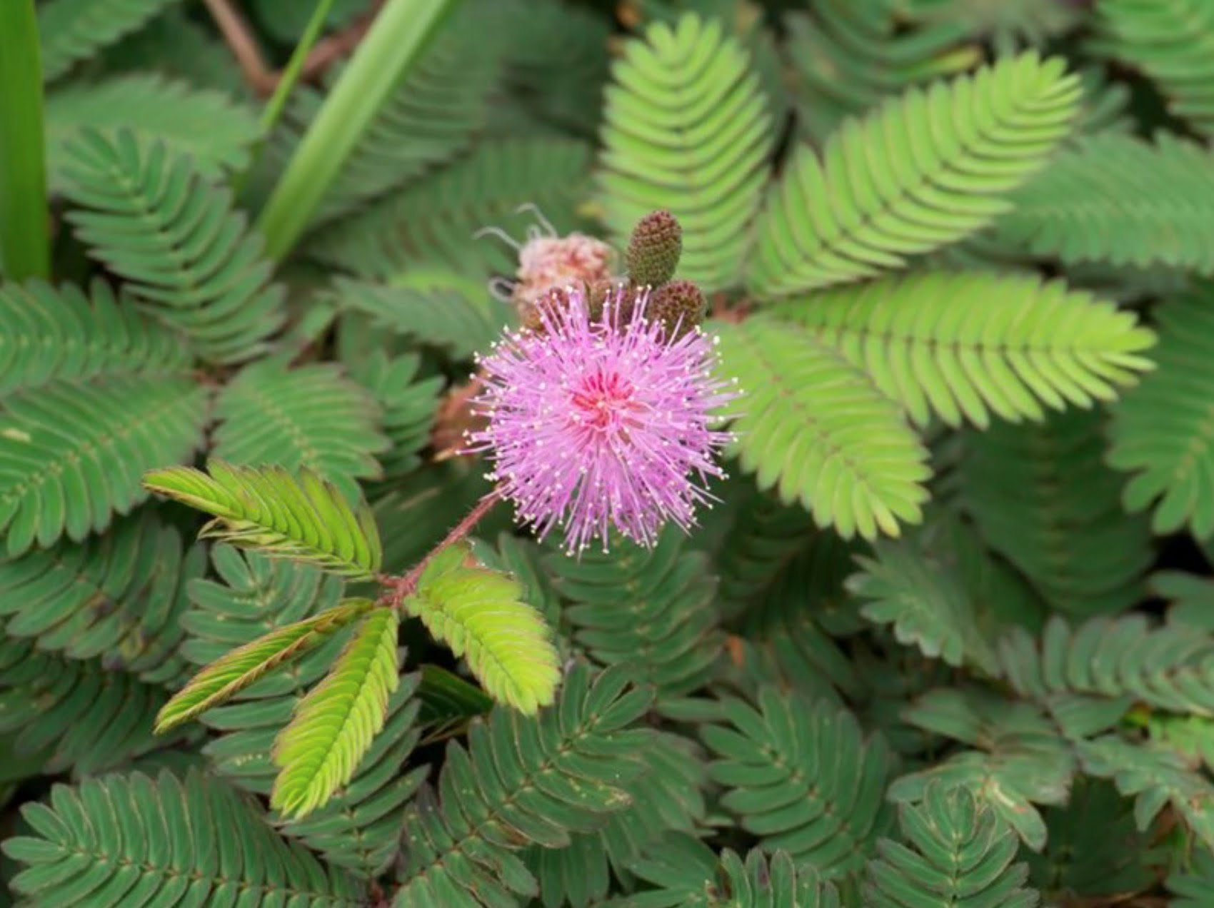 Cây Mắc Cỡ (Cây Xấu Hổ)