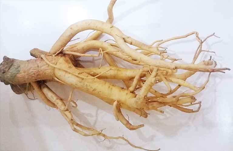 Củ (Rễ) Đinh Lăng nếp lá nhỏ tươi