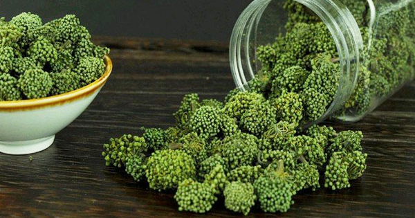 Nụ Hoa Tam Thất bao tử